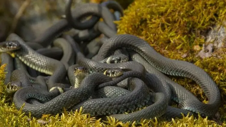 Cómo se reproducen las serpientes